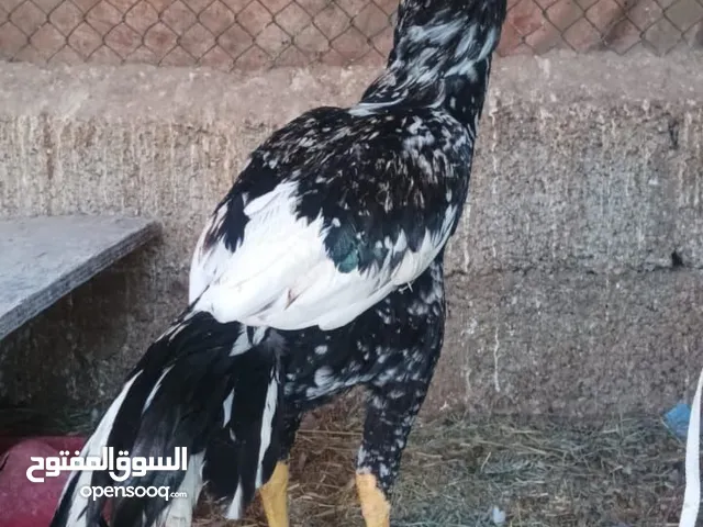 ديك للبيع مطلوب عشرين ريال قابل لتبادل ب سكوتر أو ايفون