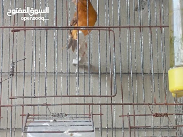 جوز حب نخب وفحلين كنار