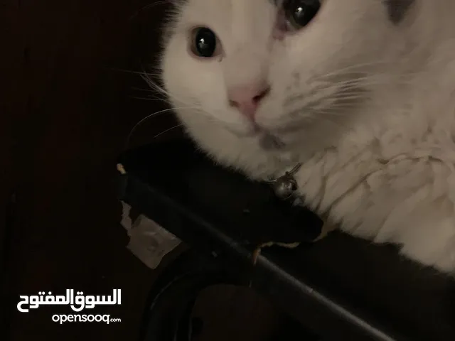 قط مفقود في ضاحية الرشيد اللي بلاقيه اله مكافأة مالية