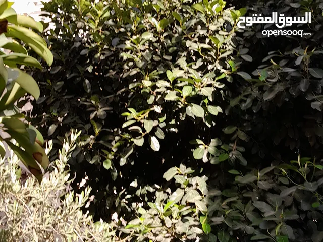 شجره مطاط زينا
