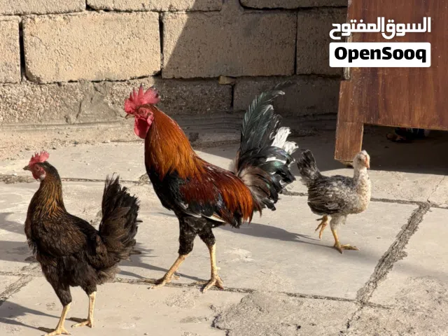 دجاج عرب ديج ودجاجه وفروج