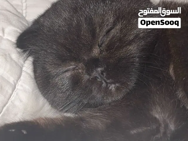 سكوتش فولد ( نينو )