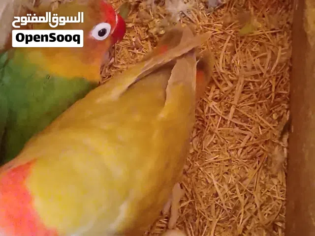 طيور للبيع روز فلاشر تواصل على الواتس