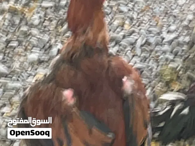 ديك باكستاني