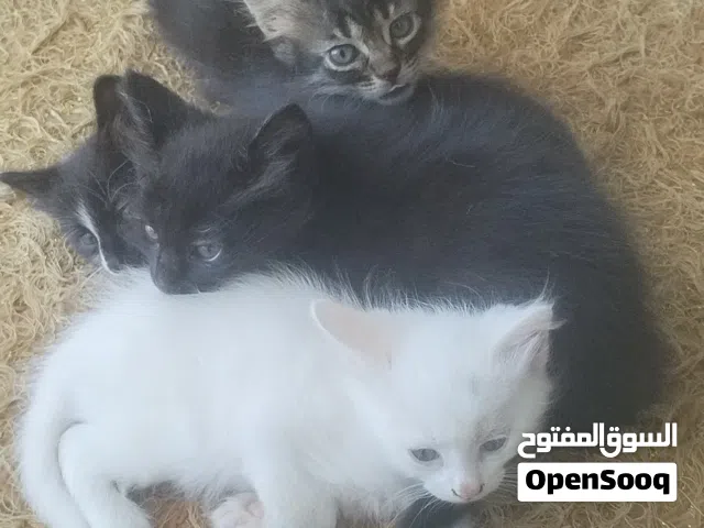 قطط للبيع بسعر مغري