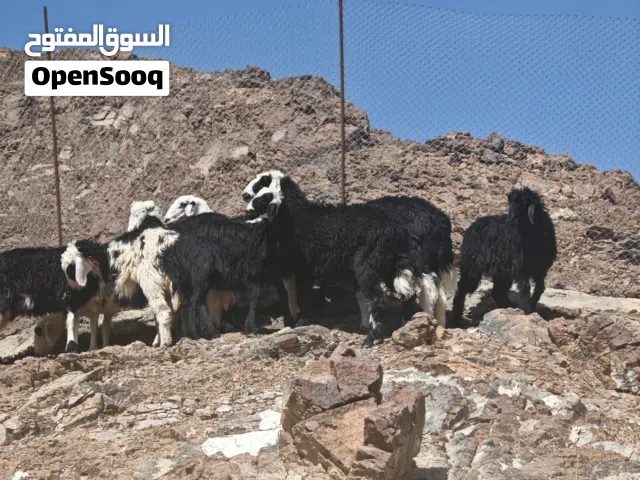 اضاحي عمانية مطعومة طعمة الدار