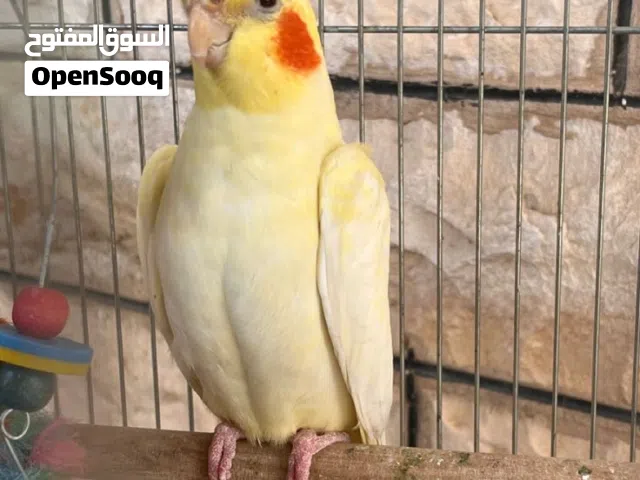مطلوب ببغاء كوكتيل الوصف مهم