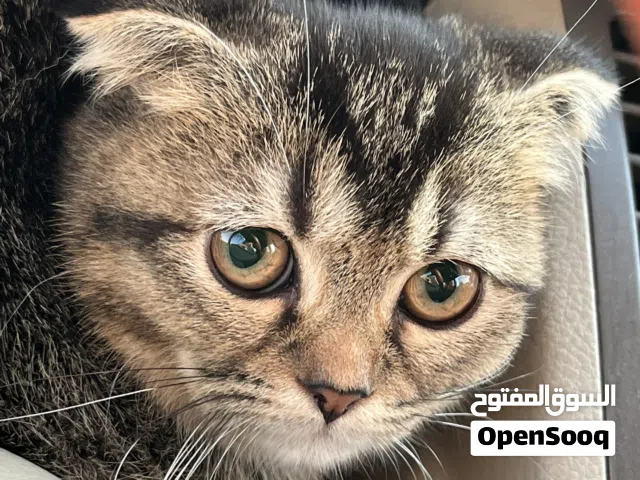 سكوتش فولد بيور