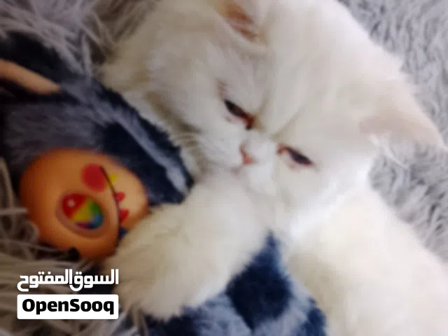 قطة هملايا