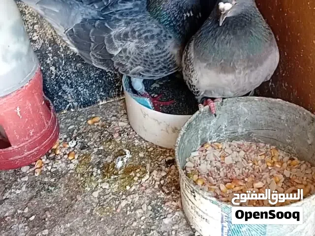 3 جواز زواجل بسعر حرق