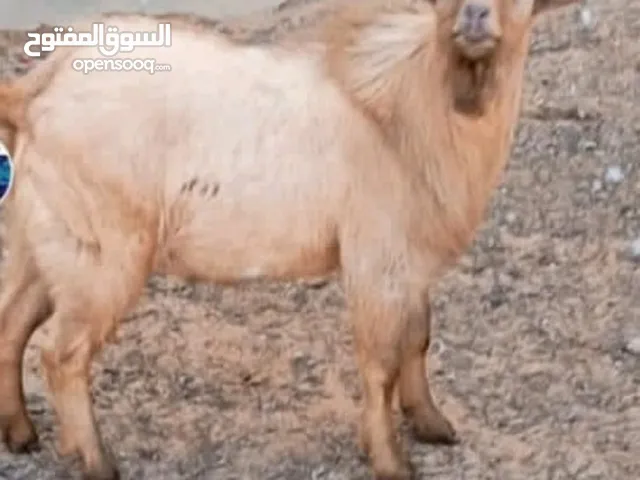 جدي كردي للبيع اصلي