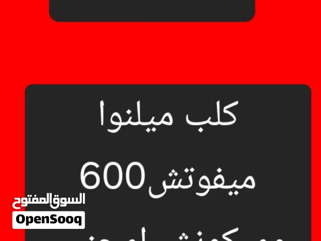 مطلوب كلب ميلنوا