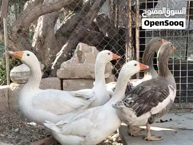 متاح وز اربع اناثي وذكر