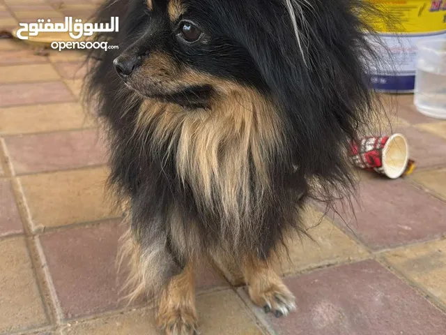 كلب بومرينيان