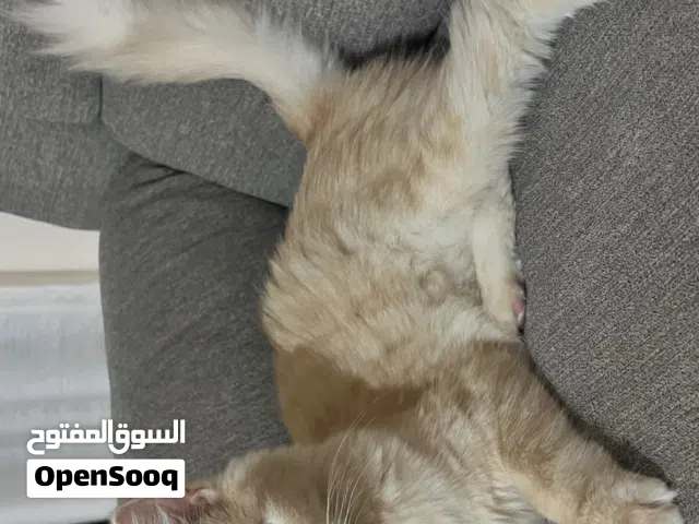 قطه للبيع مع ملحقاتها 50 ريال