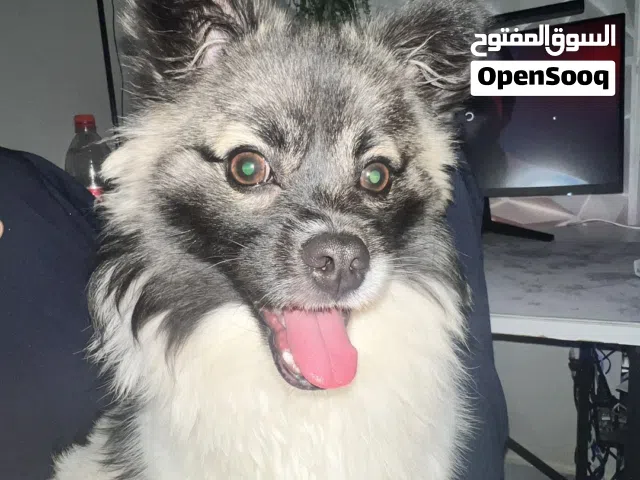 كلاب بي جواز السفر العمر سنه