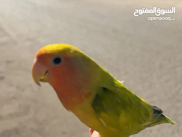للبيع لوفبيرد ربوه