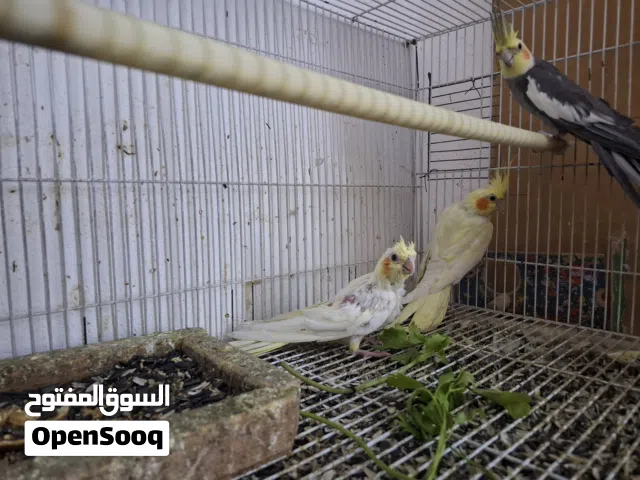 كوكتيل عراقي