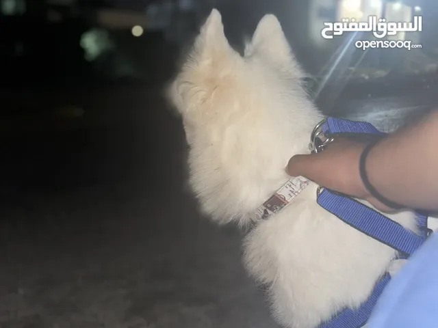 مطلوب مطلوب مطلوب كلب زينه مدرب ع الحمام لغايه 60 داخل اربد او جرو جيرمن شيبرد