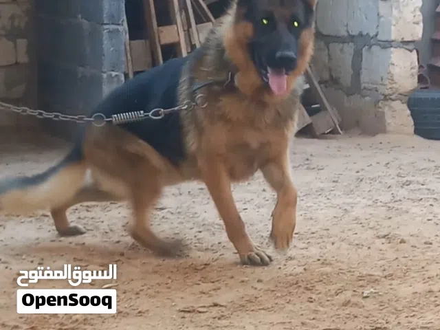ذكر كستم شورت هير