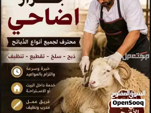 سلاخ اضاحي ماهر عندك كميه كبيره من الاضاحي او قليله حاضرين نأتي لعندك