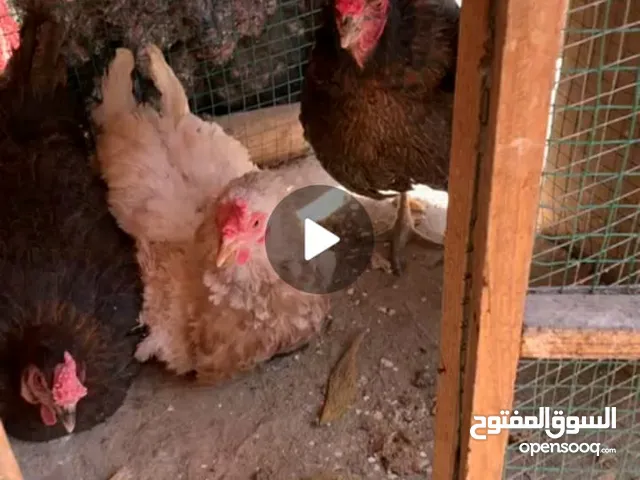 دجاج عرب كاف