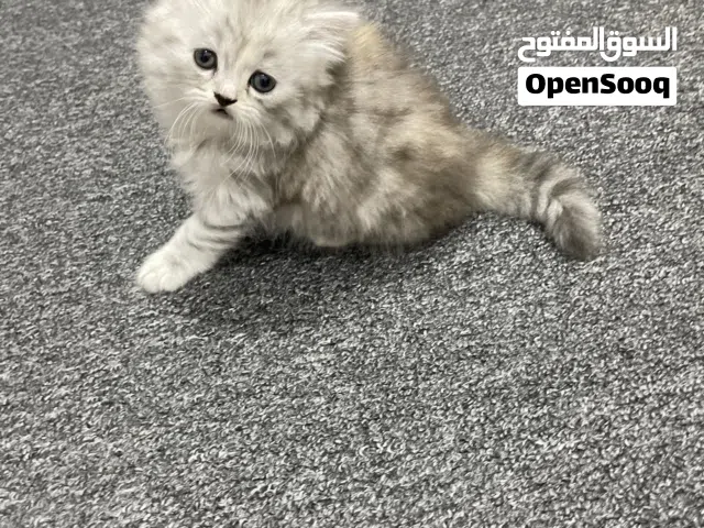 دكر لتزاوج