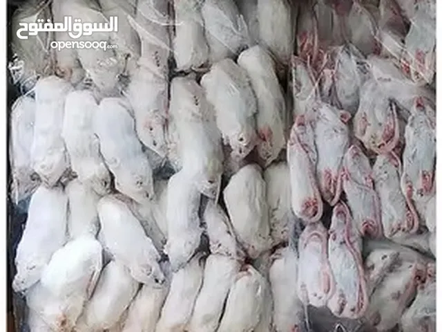 فئران و جرذان و صيصان للتعليف (مجمد)
