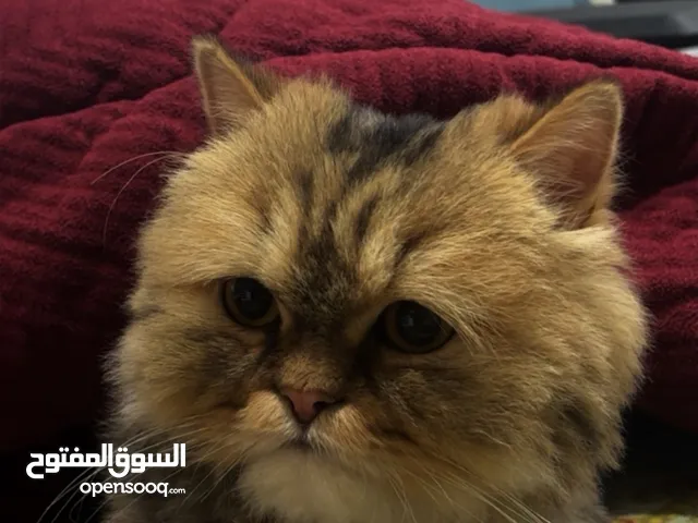 للتبني ذكر معقم