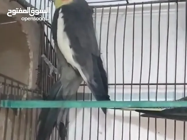 كوكتيل للبيع او للبدل