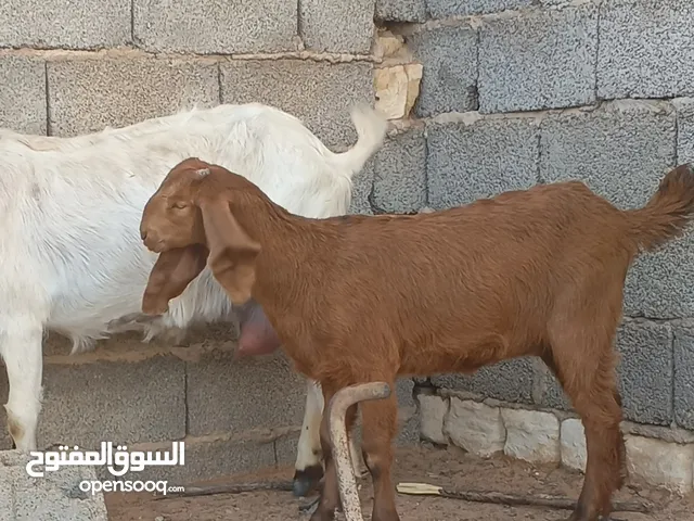عنز حليب تحتها عناق