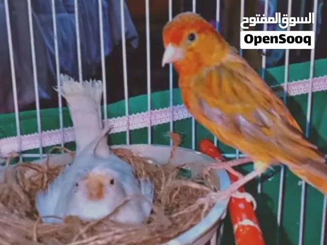 جوز كنار بسم الله ما شاء الله اهالي لفراخ