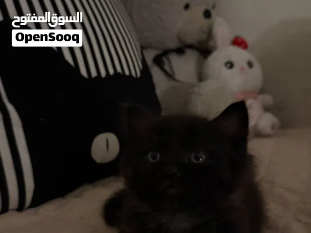 قطط البصره