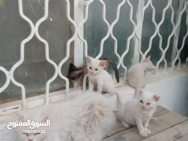 قطة شيرازي فارسي