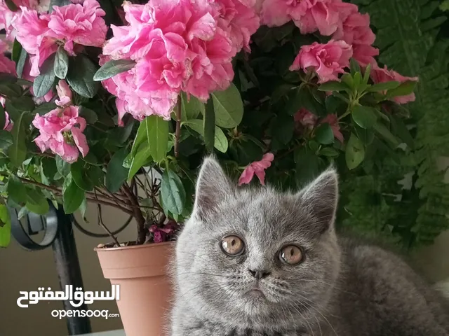 قطط مستوى عالي سكوتش وبريتش