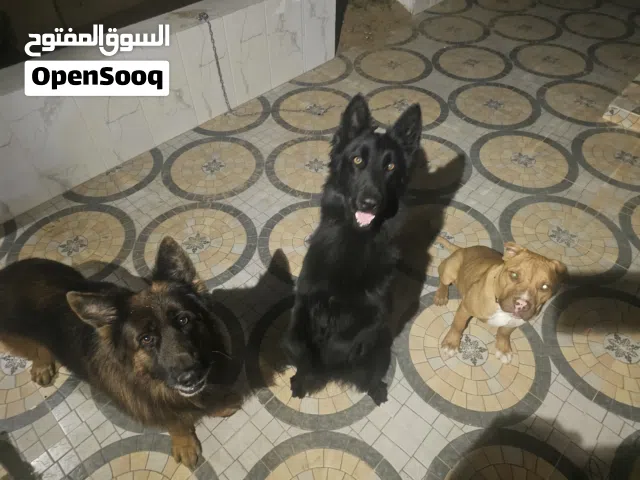 german shepherd & rott weiler & german & pitbull &black jack high quality