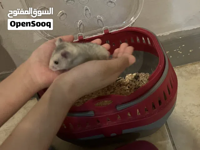 هامينو صغير و أليف