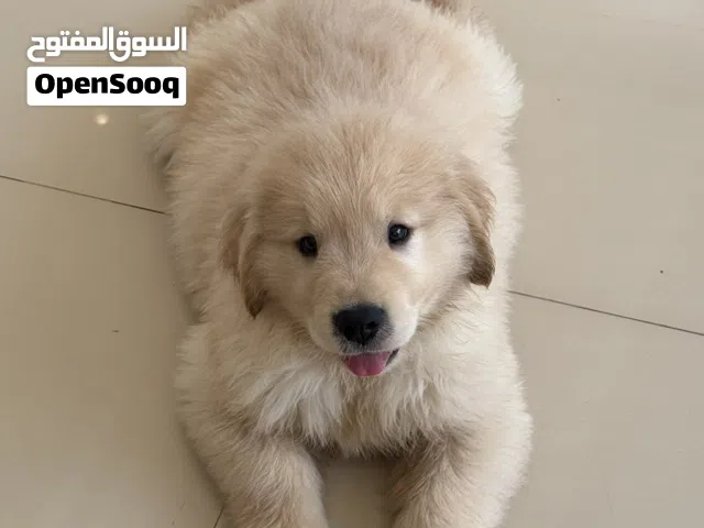 جراوي قولدن ريدريفر