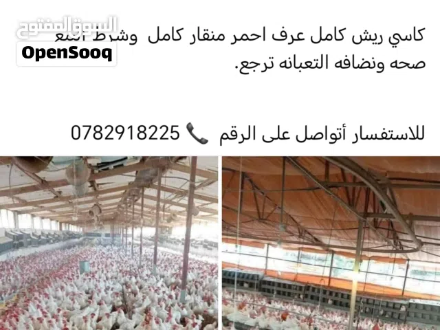 مطلوووووب عشر دجاجات مزارع ابيض بياض  الذي عنده يتواصل معي المفرق  مطلوووووب ابحث عن دجاج ابيض بياص