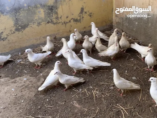 حمام لاحم فرنسي منتج مع عيالهم شوف الوصف..