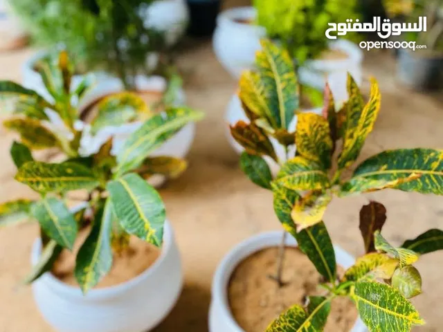مشتل الزهور