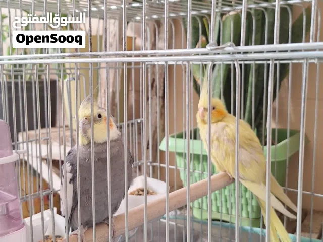 طيور كوكتيل