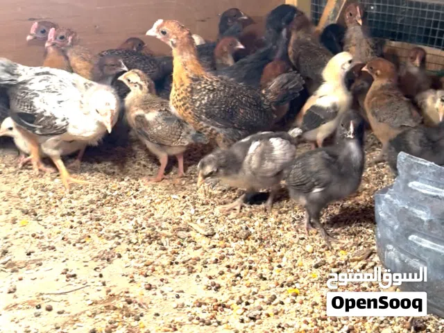 كتاكيت عرب وبرانكز ملقح وجاهز