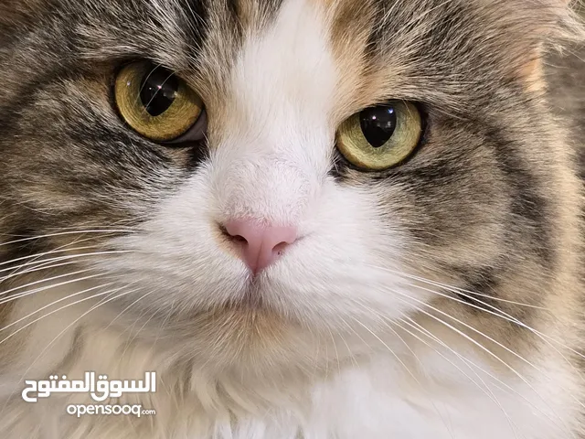 cat for adoption
