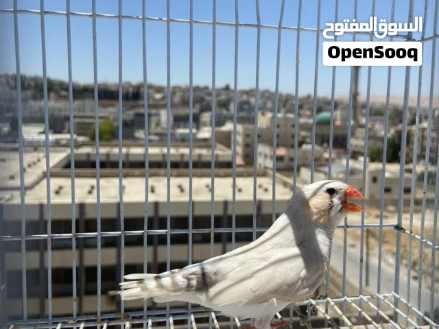 متاح فحل ستاندر هولندي كونتننتال وثلاث جواز بلاك شيك كرست