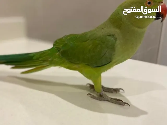 ببغاء دره هندي للبيع