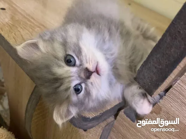 قطط صغارر عمرهن شهر ونص