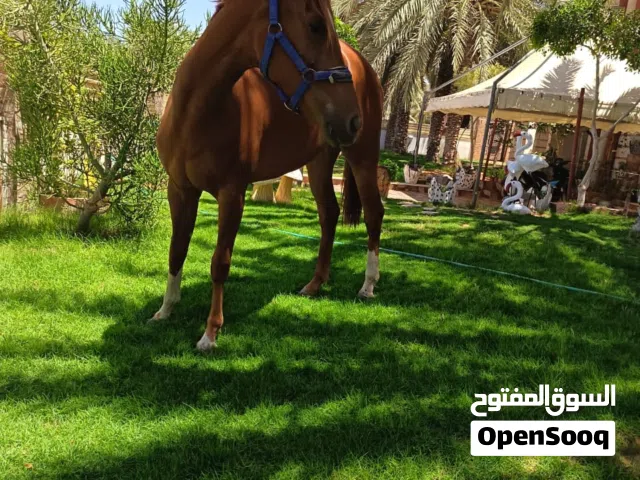 فرس الله يبارك