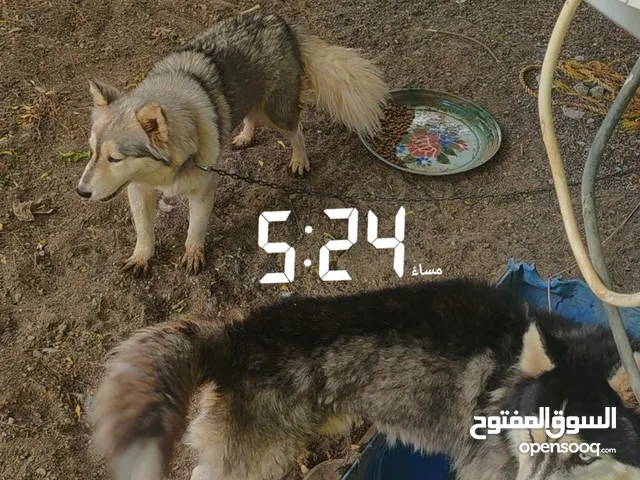 زوج هاسكي أليف ومنتج من قبل – ذكر أصلي وأنثى مهجنة – friendly husky pair