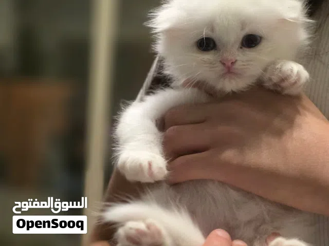 قطه دبل فولد بيور